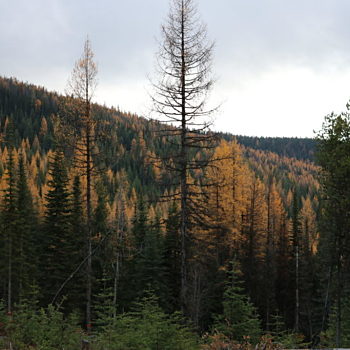 A to Z Forest Restoration Project